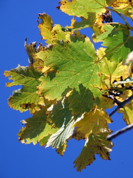 Acer pseudoplatanus